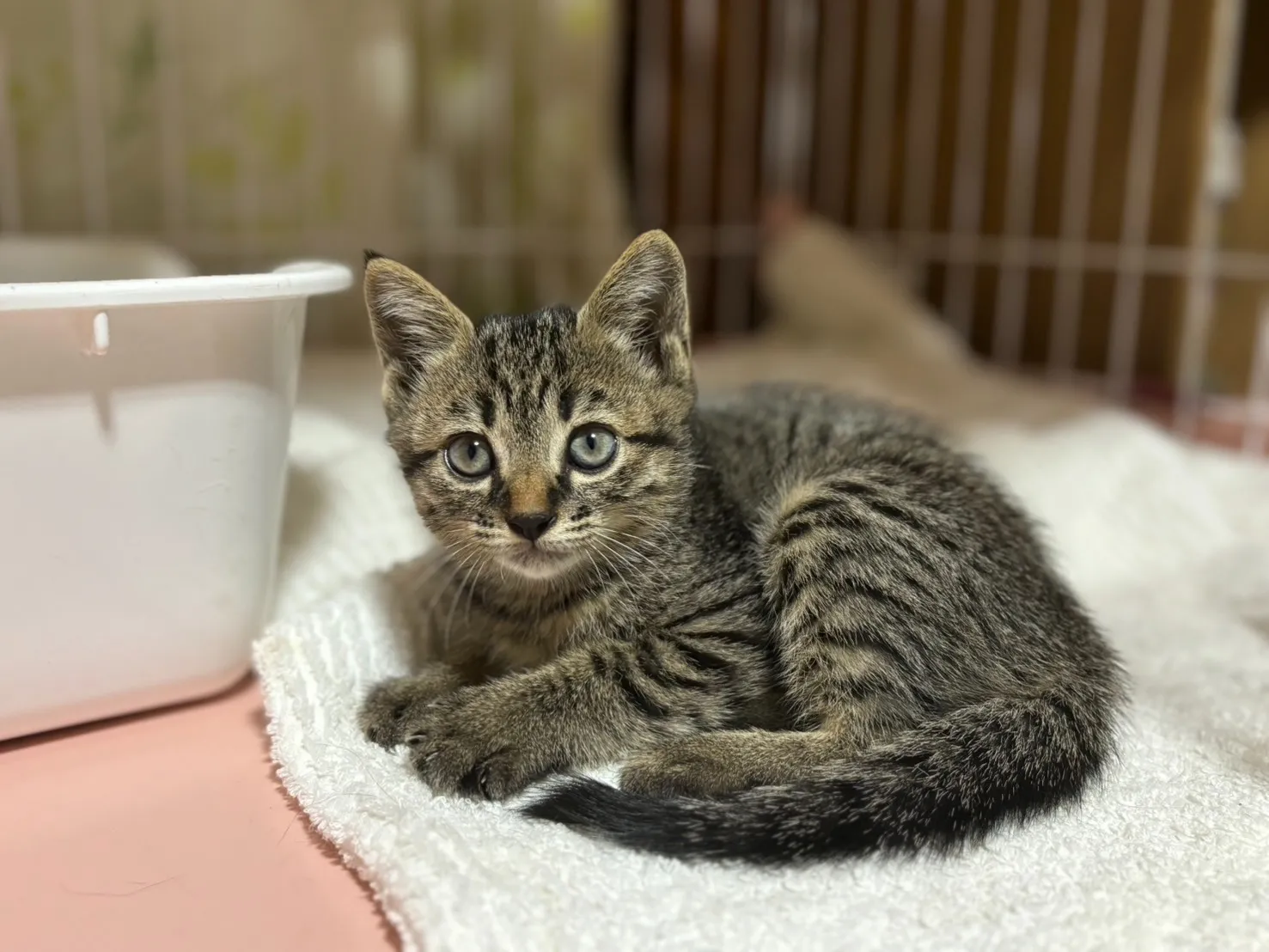 出張火葬で自宅が分からず大遅刻、優しく迎えて下さった猫さんのご家族様、ありがとうございました。