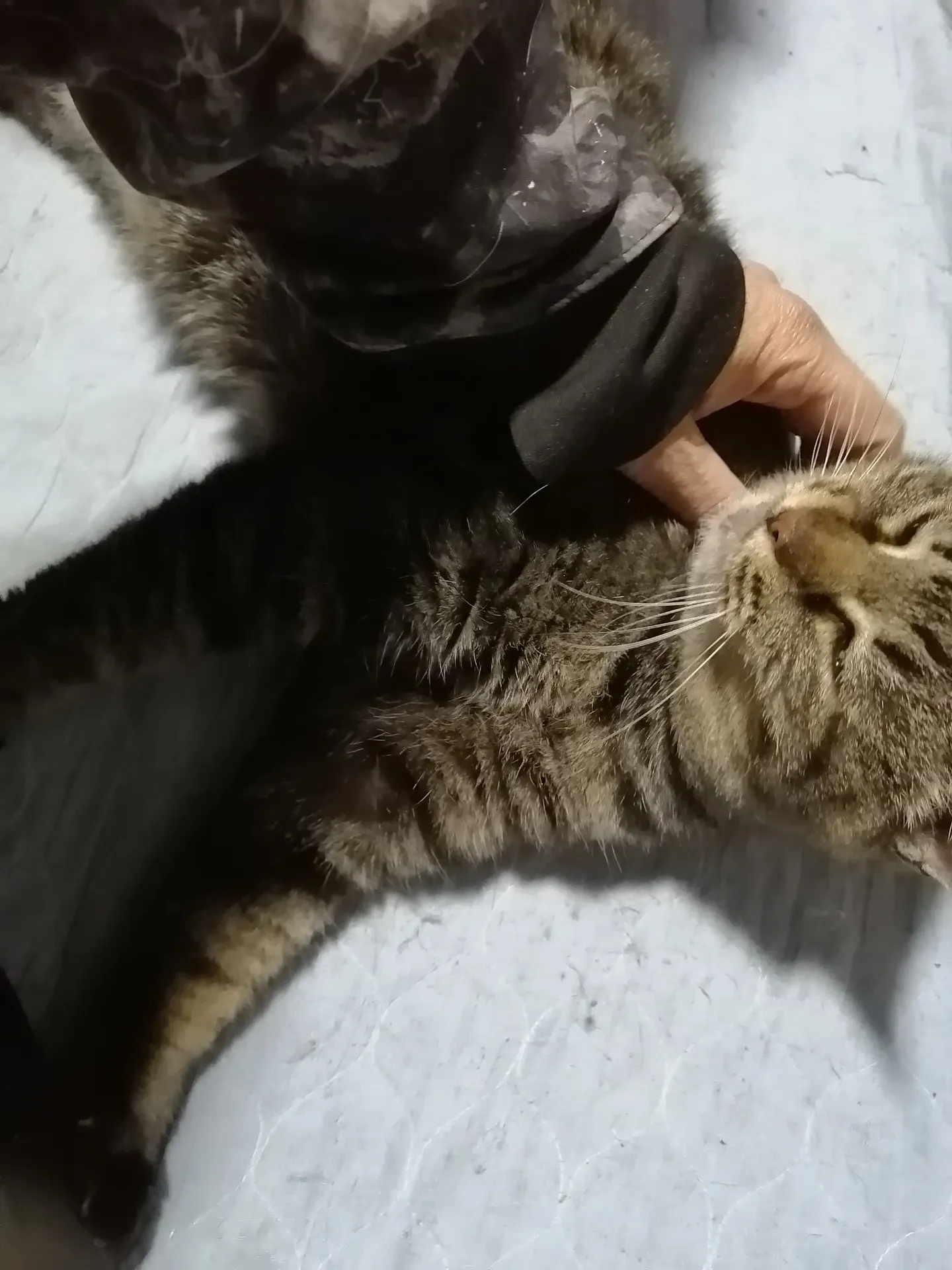 自宅で飼い主さんの帰りを待っていた猫さん、分かっているのかも知れません。⑤