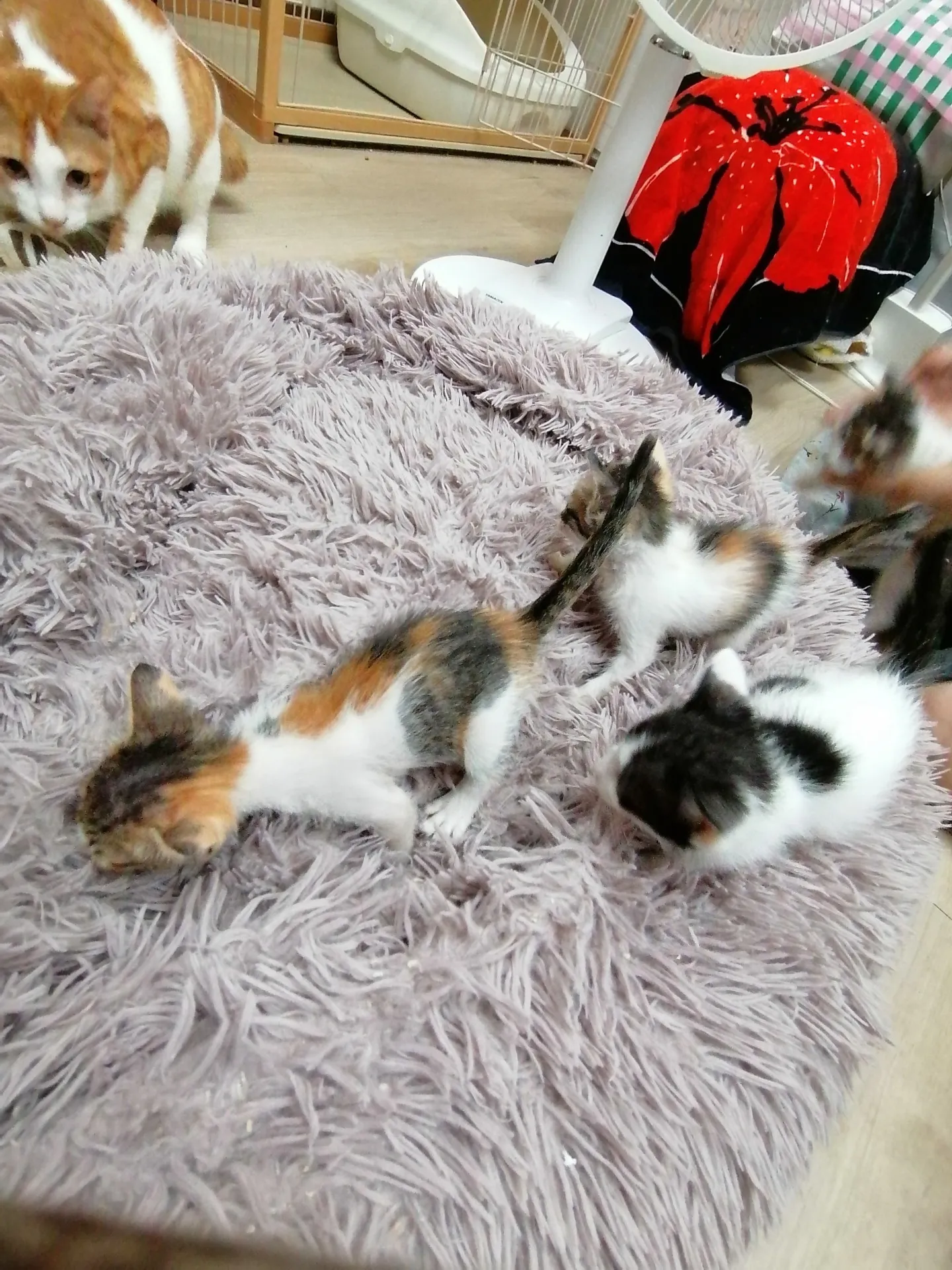 猫さんに関する個別相談が相次ぎ、チビ猫ちゃん達が続々と入居しています。