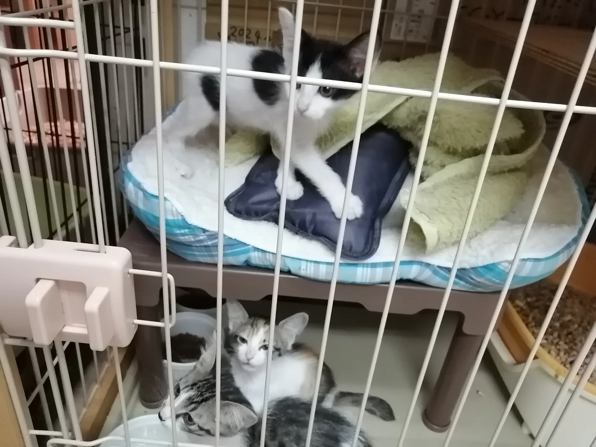 保護猫シェルターの出張譲渡会で、ブルーインパルスを見る事ができました。