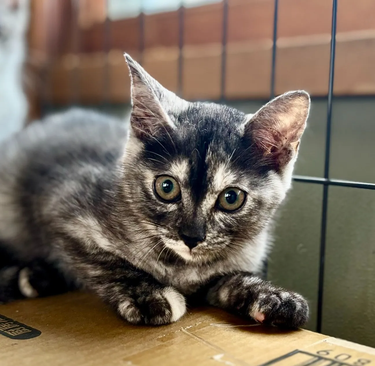 餌やりさんから、子猫の鳴き声がするとの個別相談があり、仔猫ちゃんを捕獲しに行きました。②