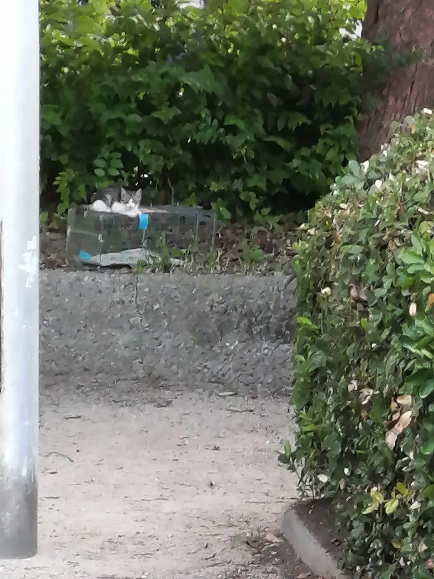 餌やりさんから、子猫の鳴き声がするとの個別相談があり、仔猫ちゃんを捕獲しに行きました。