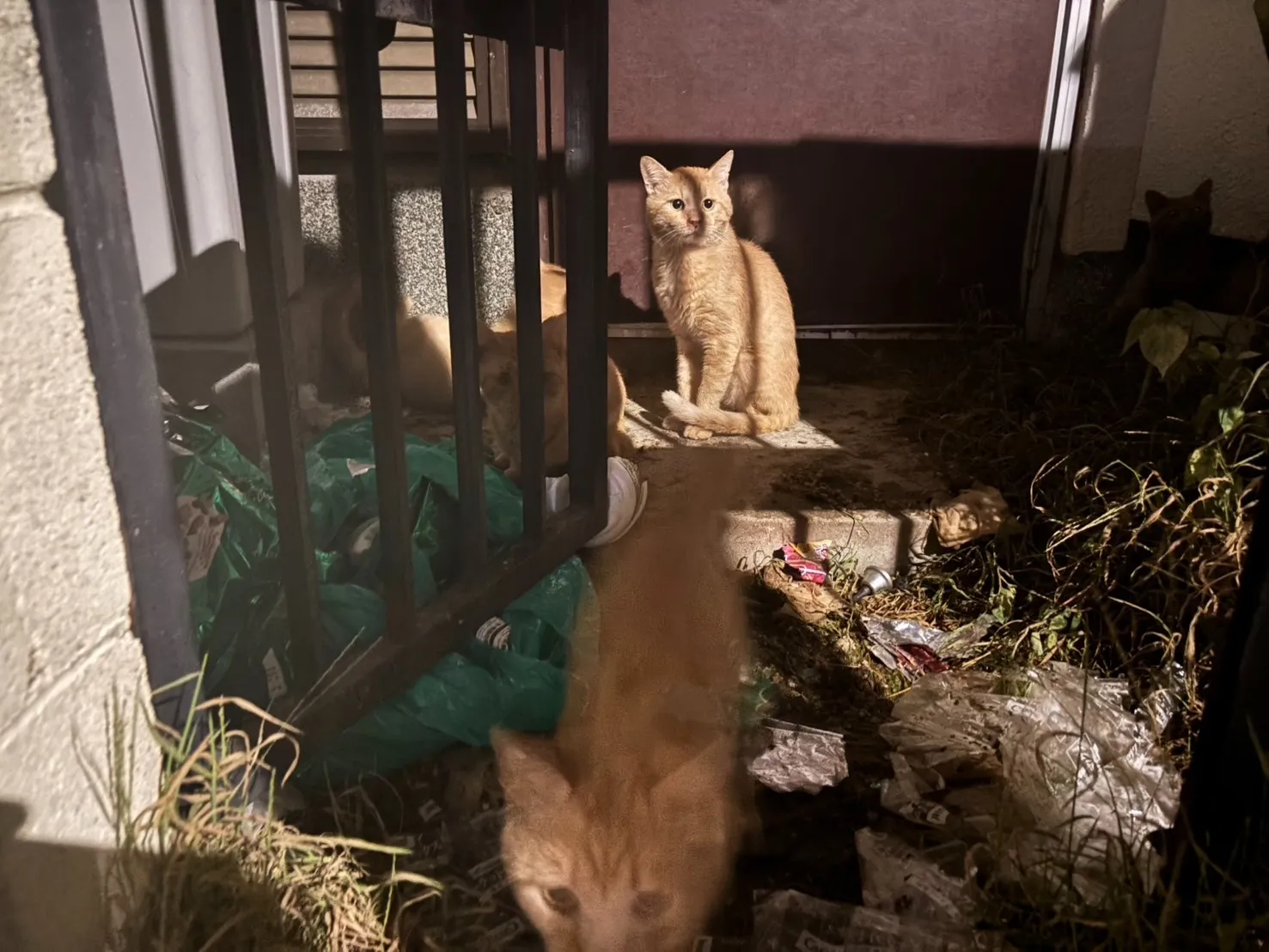 真夜中に入った個別相談は緊急案件、家主不在の自宅に取り残されていたたくさんの瘦せた猫達。②