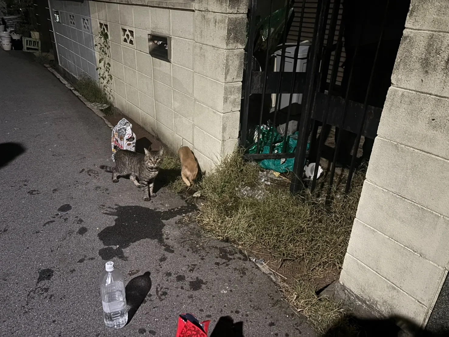 真夜中に入った個別相談は緊急案件、家主不在の自宅に取り残されていたたくさんの瘦せた猫達。