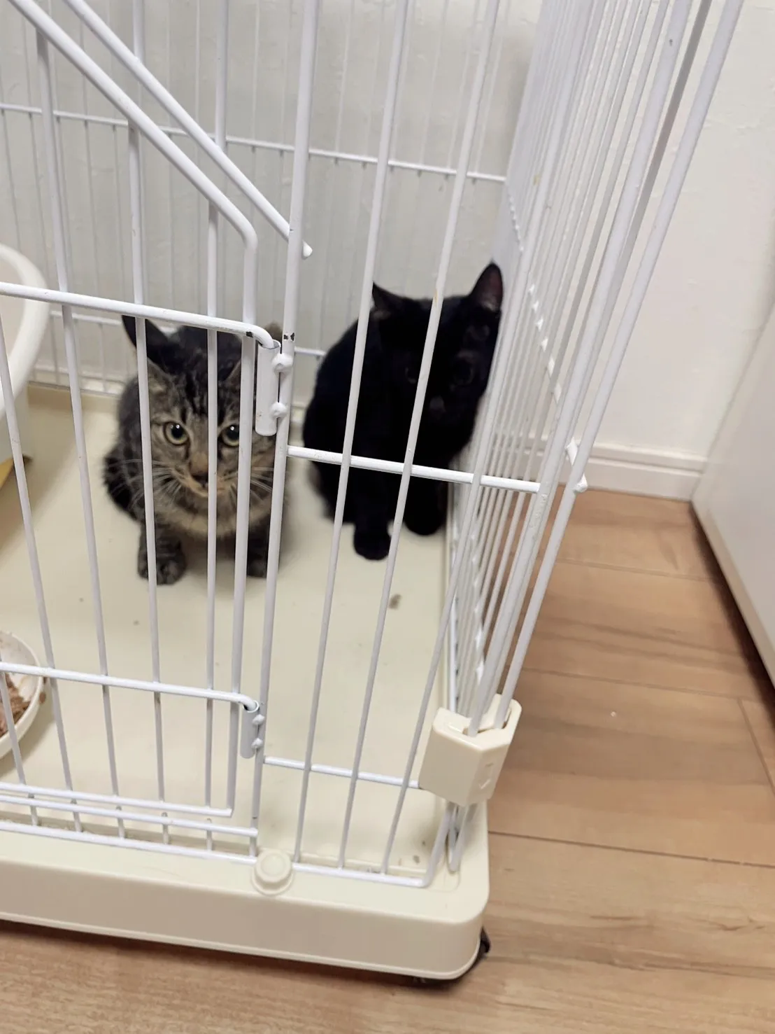 個別案件の２匹の仔猫ちゃん達を無事に保護、自宅になったお家で幸せになります。