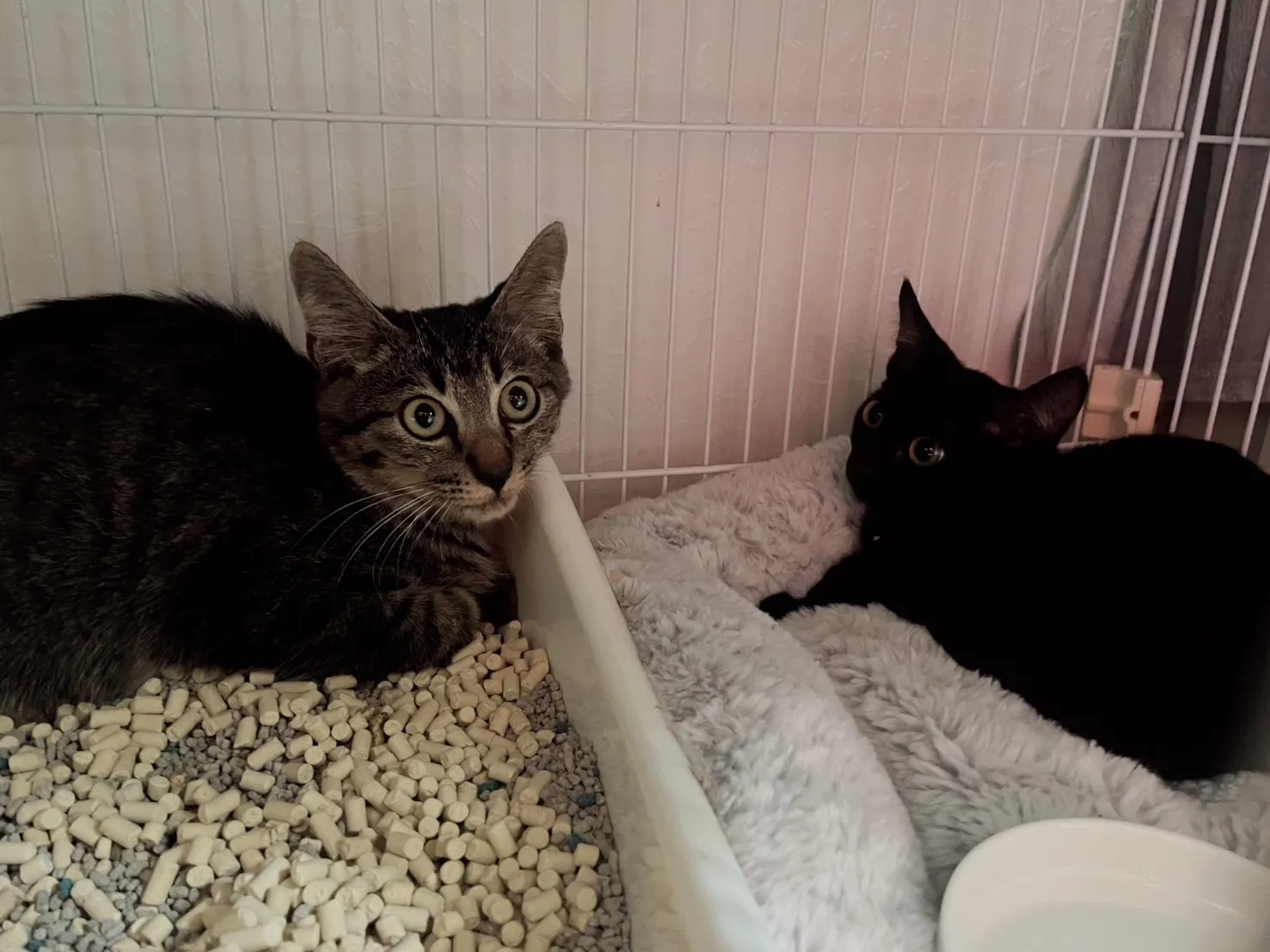 個別案件の２匹の仔猫ちゃん達を無事に保護、自宅になったお家で幸せになります。②