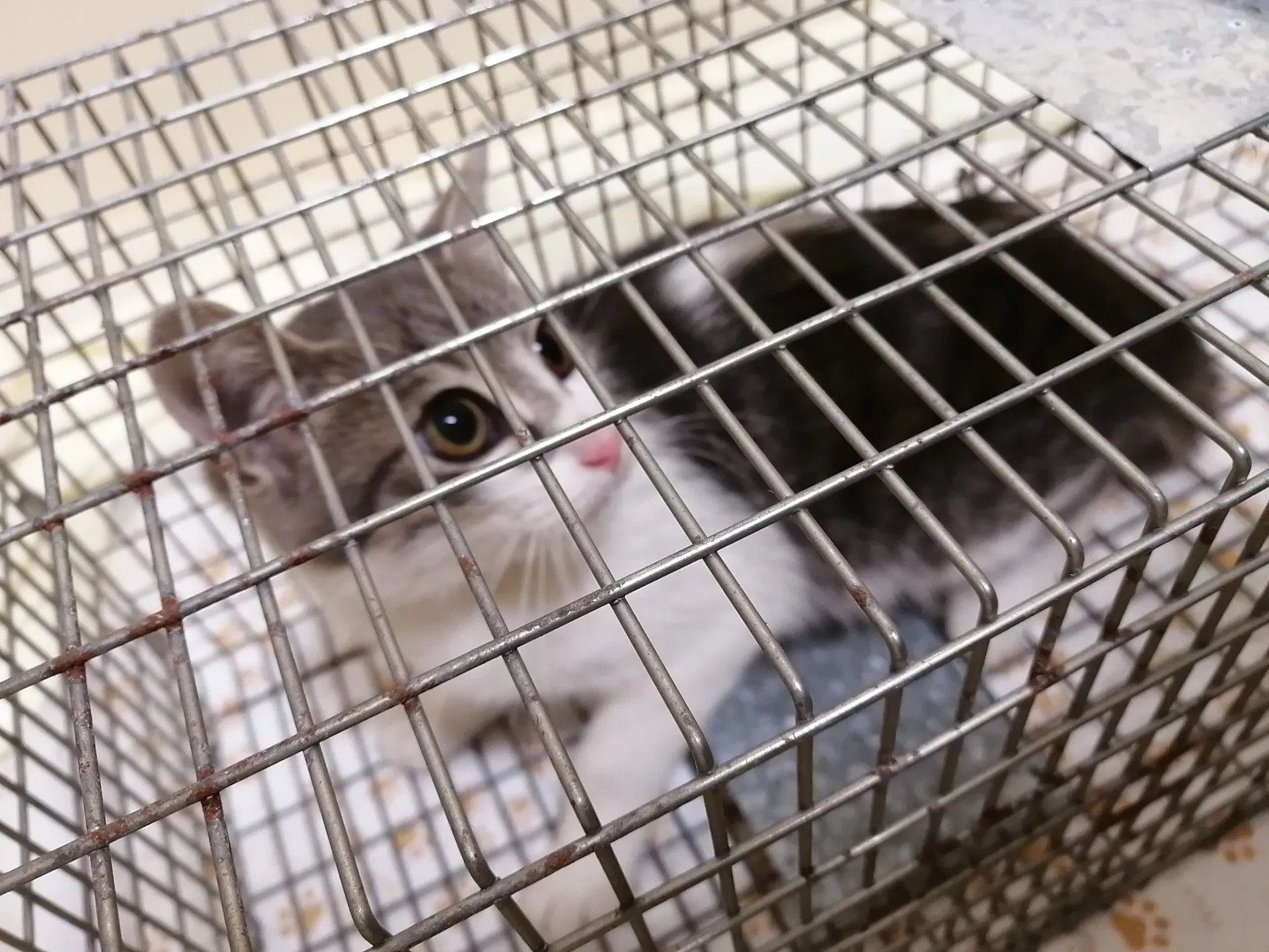 保護猫シェルターの可愛い新入りチビ猫ちゃん達、自宅が早く決まりますように。