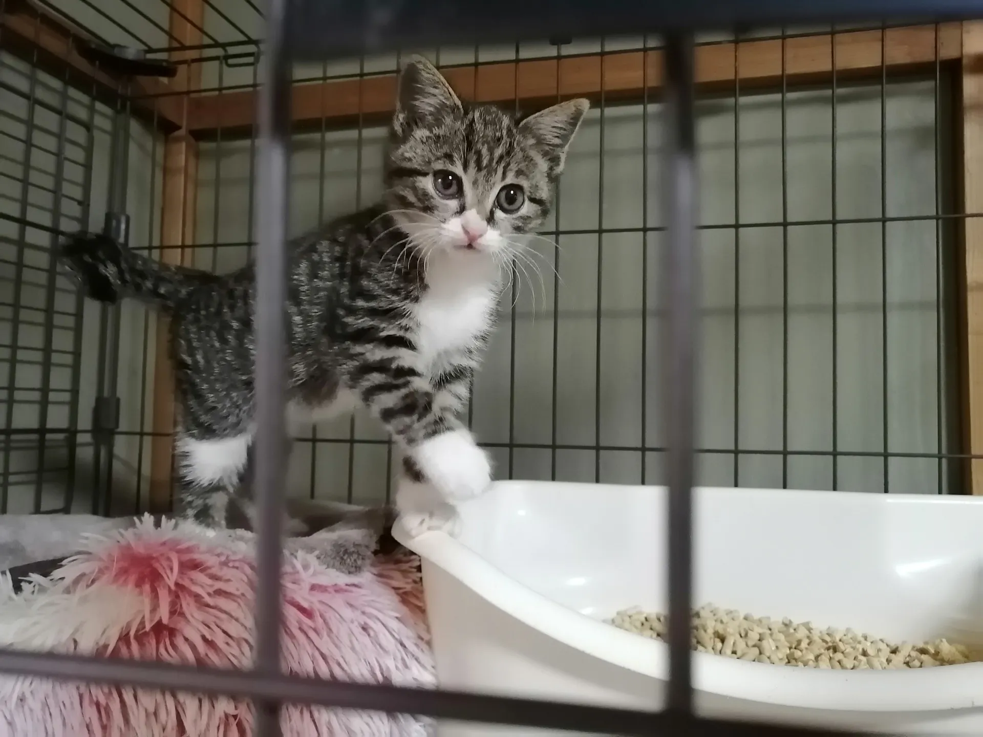保護猫シェルターの可愛い新入りチビ猫ちゃん達、自宅が早く決まりますように。②