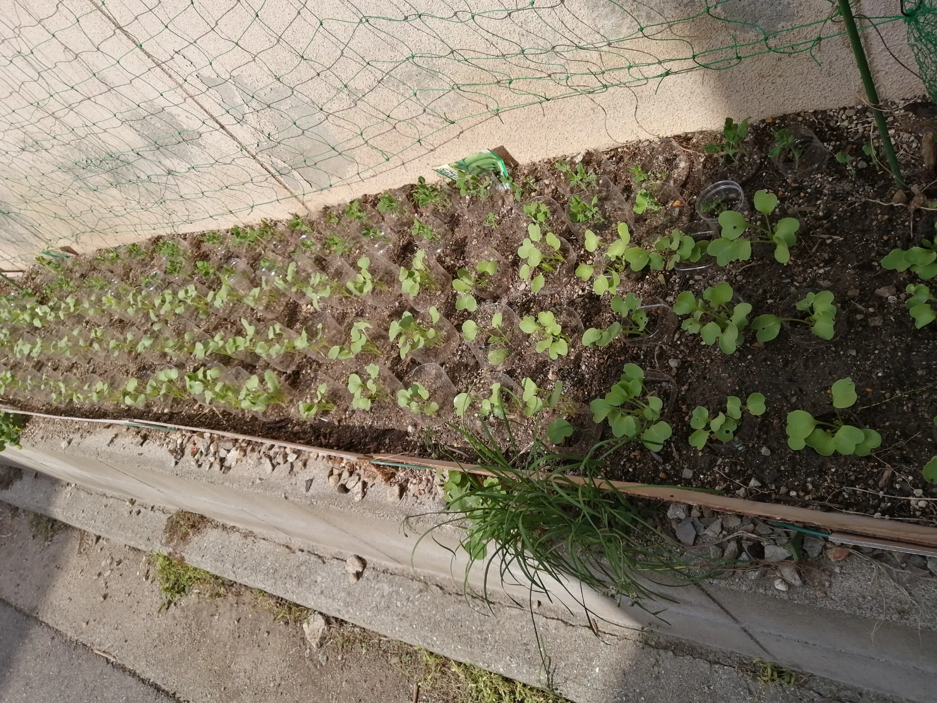 自宅栽培している野菜達の成長具合も、自宅の猫達の体調も順調です。