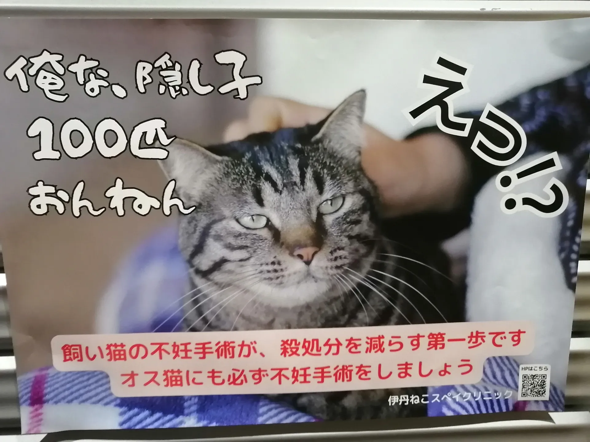 外猫さんに関する個別相談がありましたが助成金がない、何とか解決したい10匹の猫さん達のTNR。③