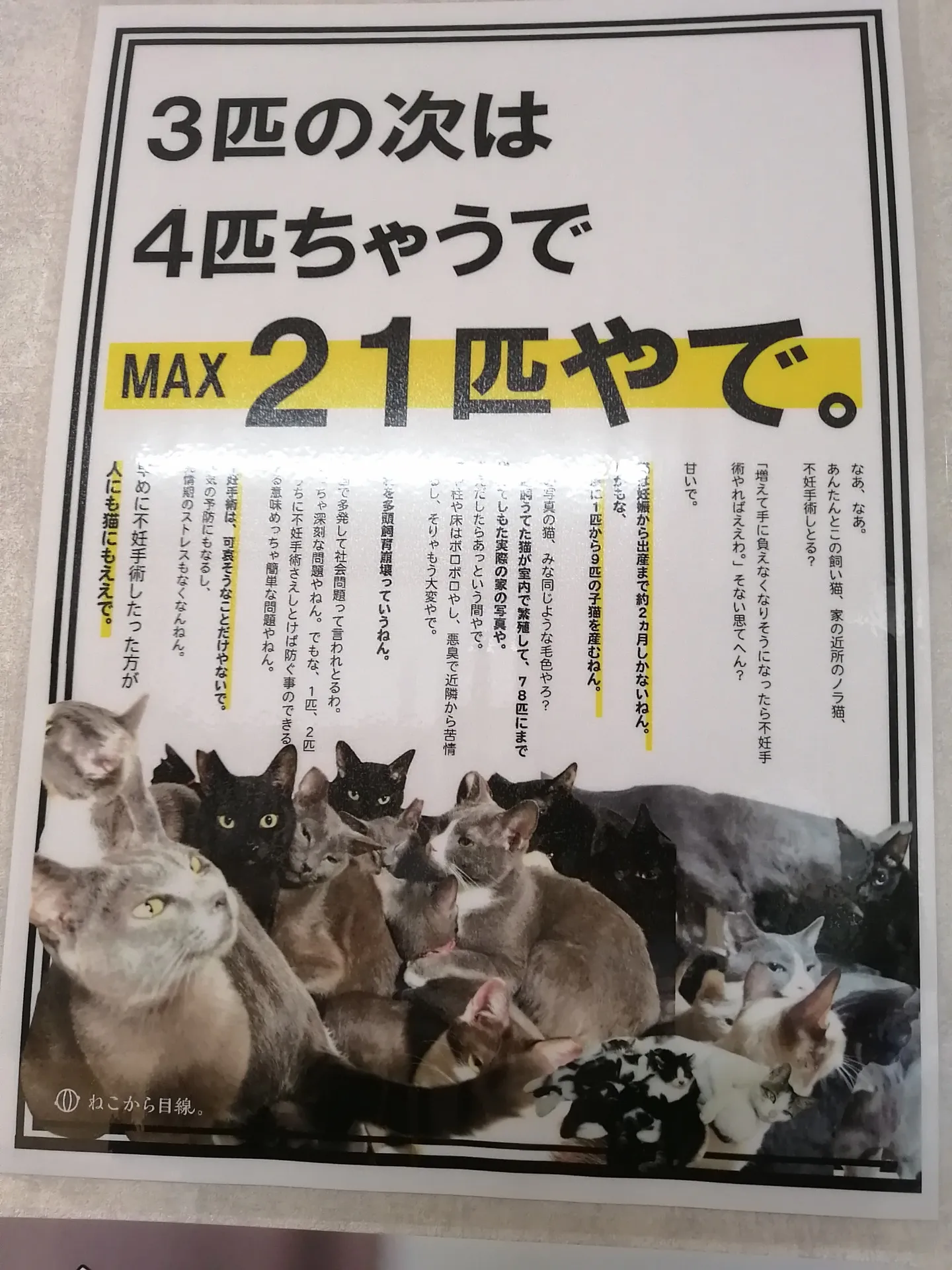 外猫さんに関する個別相談がありましたが助成金がない、何とか解決したい10匹の猫さん達のTNR。④