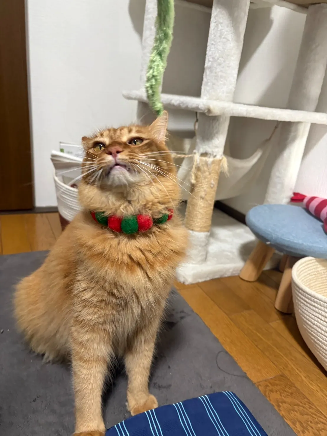 トライアルを経て自宅に迎えられた猫さん、首輪が可愛いクリスマスカラーでした。