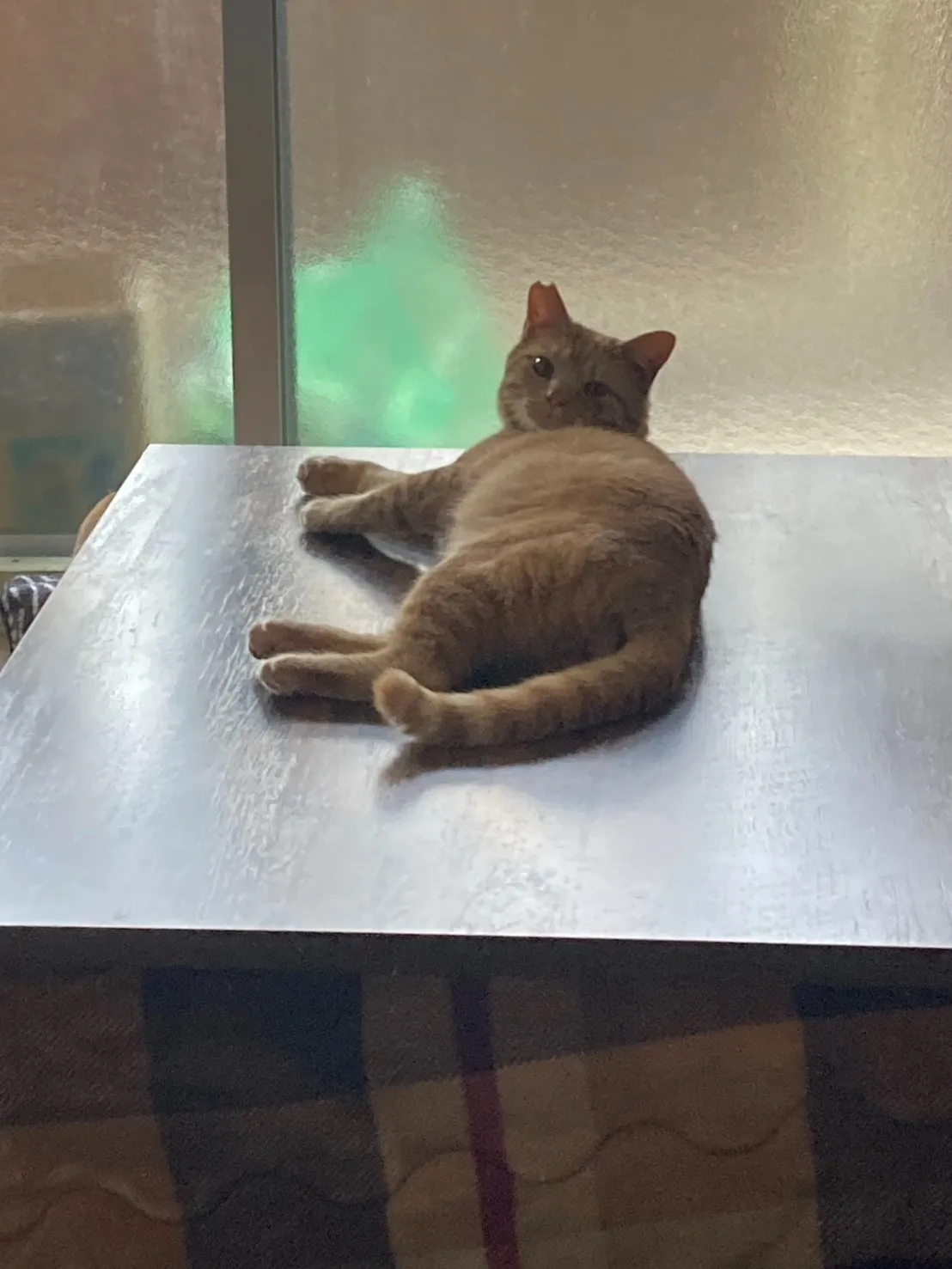 多頭飼育崩壊でレスキューされた猫さんが、保護猫出張譲渡会に参加します。