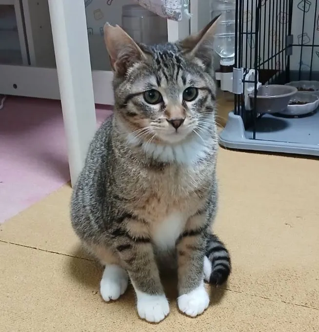 大阪空港で動物愛護ボランティア団体による、保護猫の出張譲渡会が開催されます。