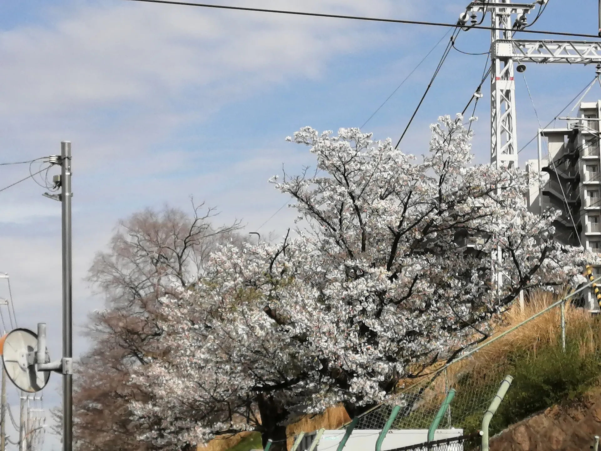 保護猫シェルタースタッフの超多忙な一日、みんなありがとう、そして大変お疲れ様でした。