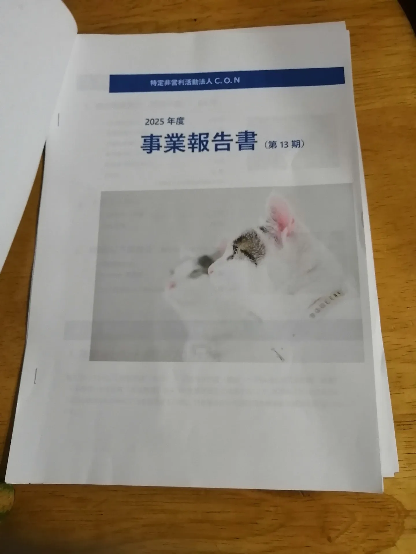 動物愛護NPO法人の総会開催、今年度も保護猫活動に注力をする事になりました。
