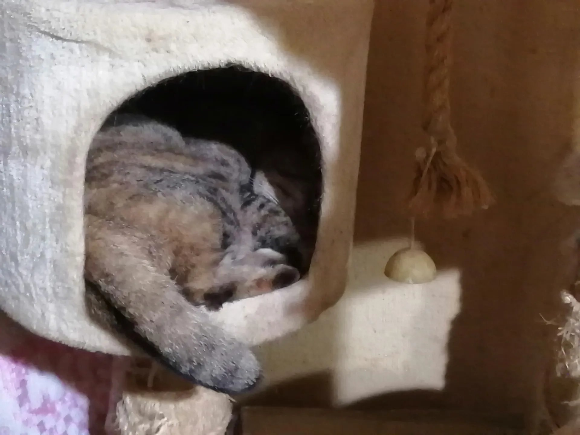 外猫さんの捕獲保護、難航しそうな上に、雨で個別の案件も長引きそうです。