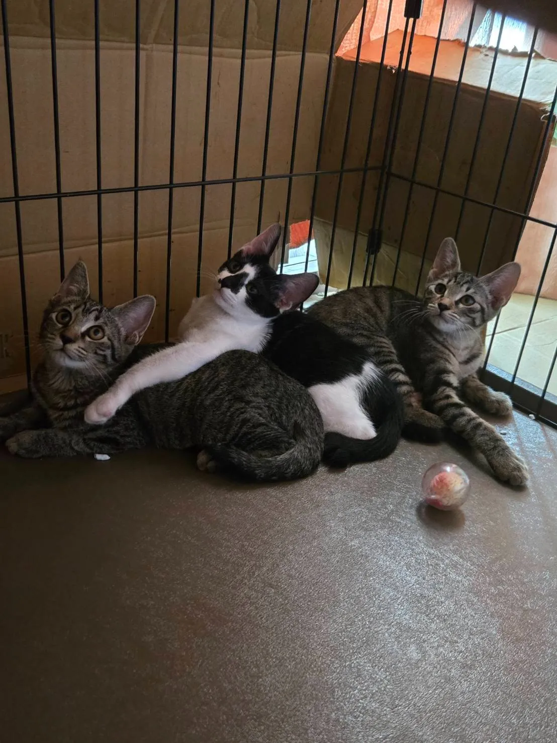 外猫さんの捕獲保護、難航しそうな上に、個別の案件も長引きそうです。⑩
