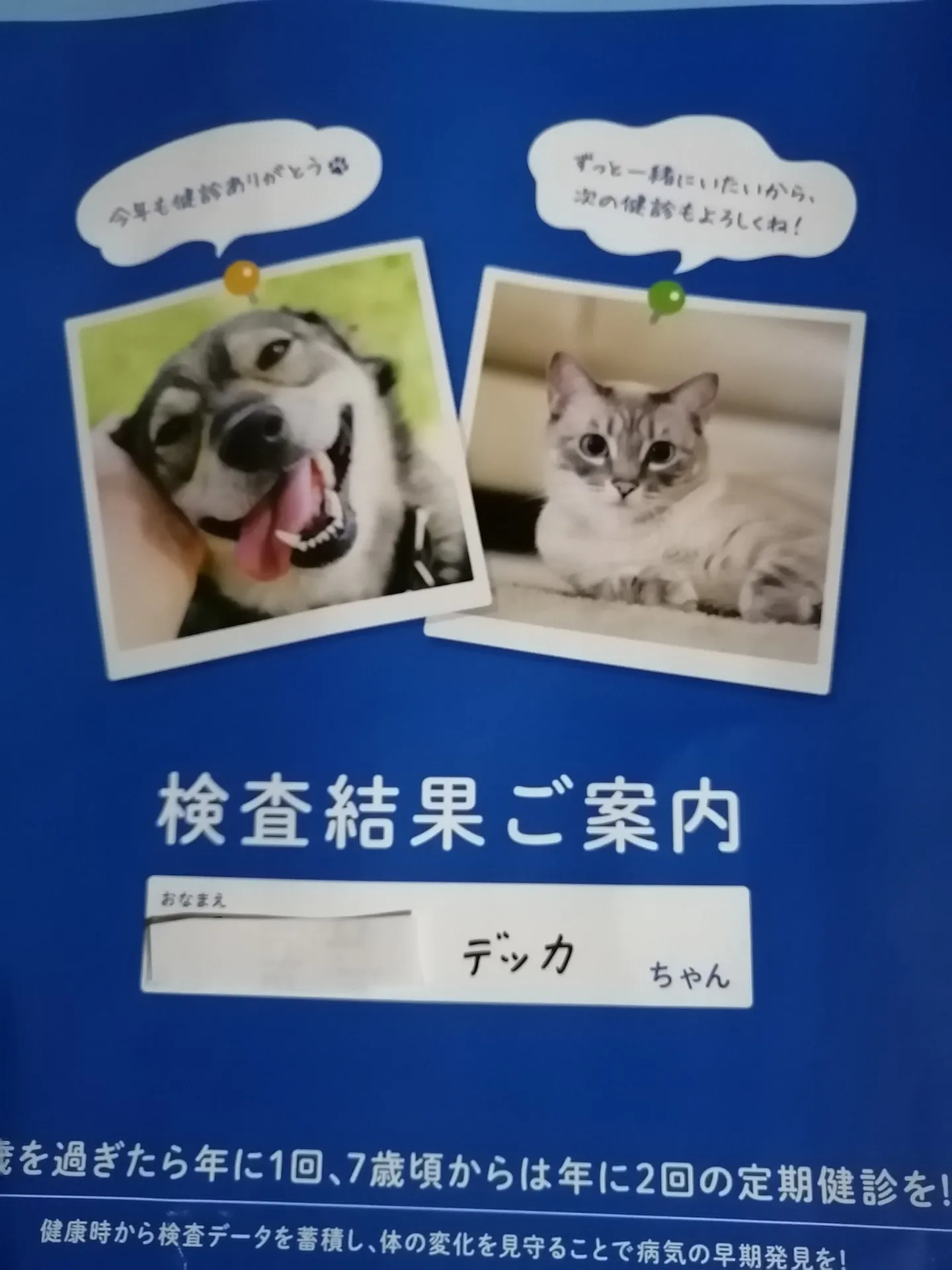 自宅の猫が体調不良？色々検査をしましたが、原因が良く分かりません。